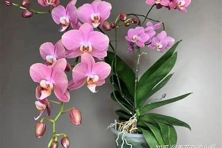 牡丹花怎样种植和养护