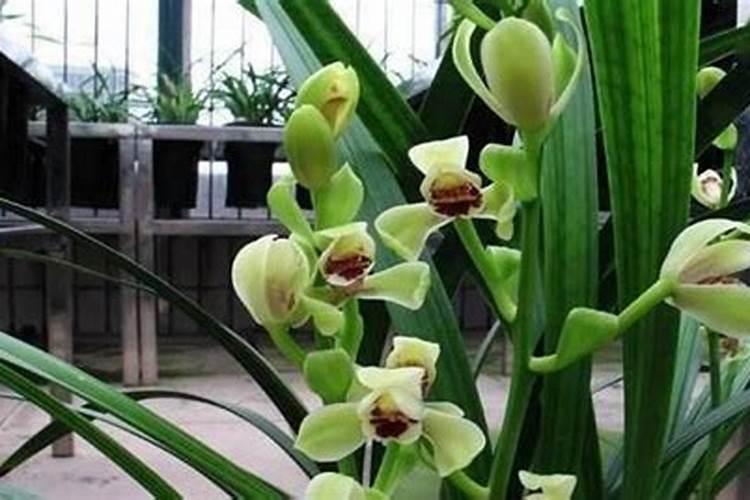 给花卉盆栽施肥,选择什么样的肥料最好？