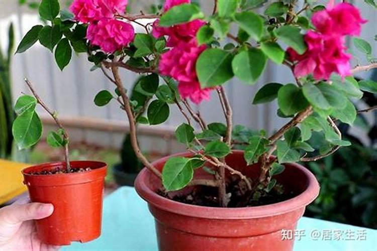 “三角梅”生长时,这“3种”肥不能少,15天喂一次,花朵爬满墙!百度...