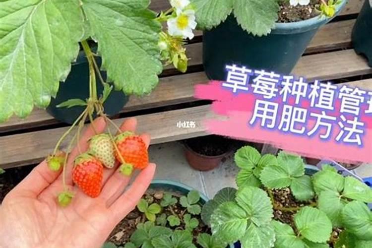 草莓苗种植多久能施肥 草莓怎么养殖