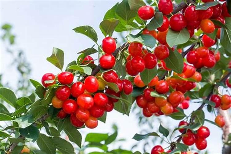 樱桃树施什么肥料最好