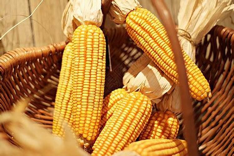 玉米用什么肥料最好