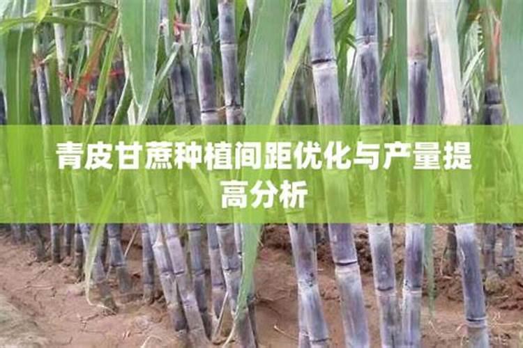 甘蔗种植如何不倒伏