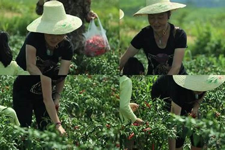 辣椒用什么叶面肥