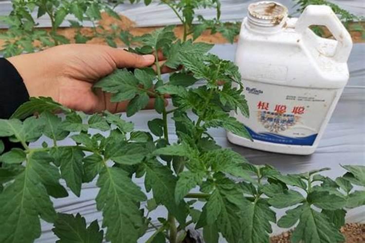 生根剂水溶肥叶面喷施效果会好吗
