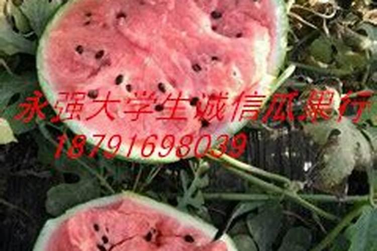 西瓜苗嫁接前可以打叶面肥不