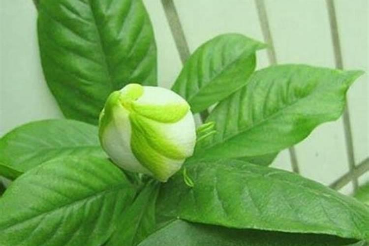 种红蒜要用叶面肥,种红蒜如何施叶面肥？