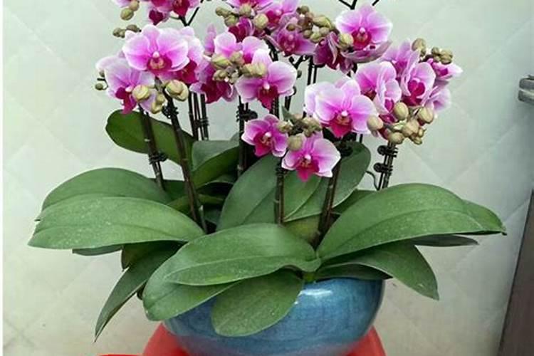 蝴蝶兰怎么催花
