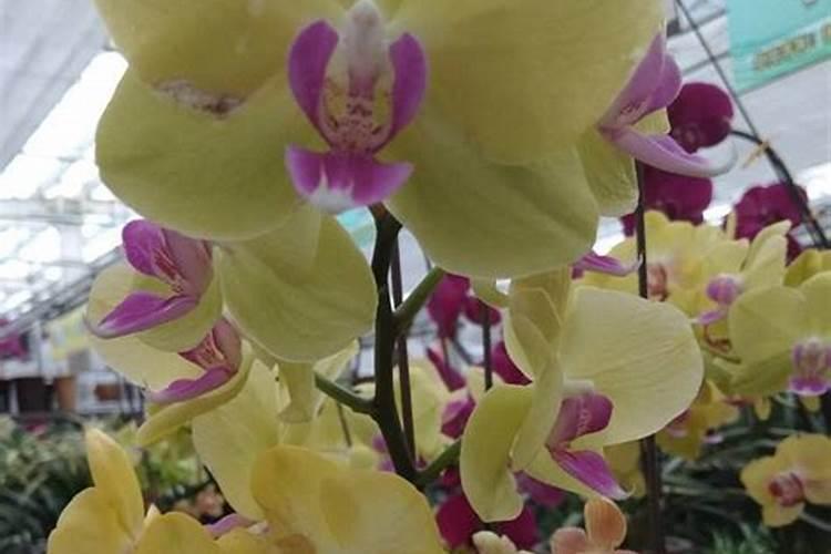 家庭养蝴蝶兰怎样催花