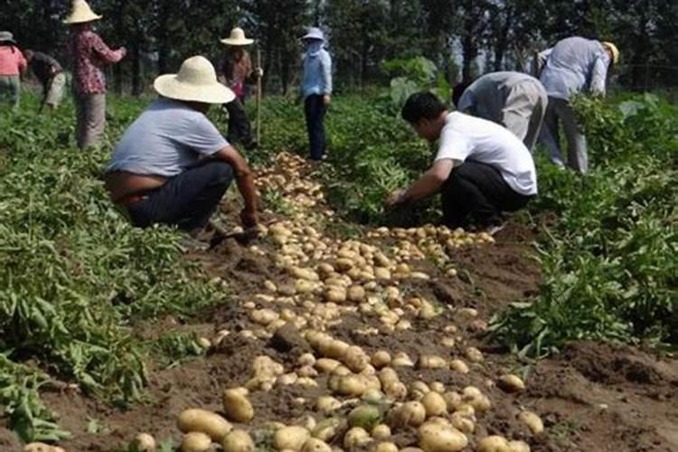 马铃薯中后期管理注意什么 土豆养殖方法总结