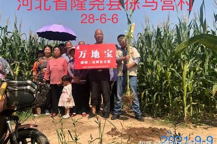 玉米施肥离根部多远好 根外施肥的最佳距离