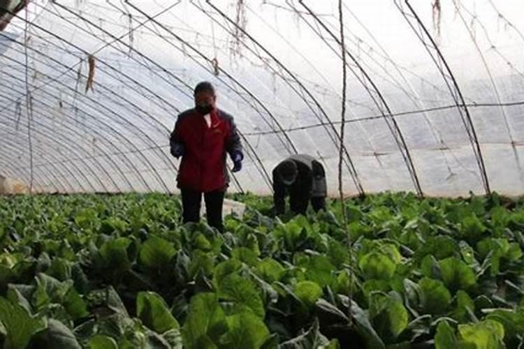 种菜最实用的肥料,是先下肥料还是先下种子