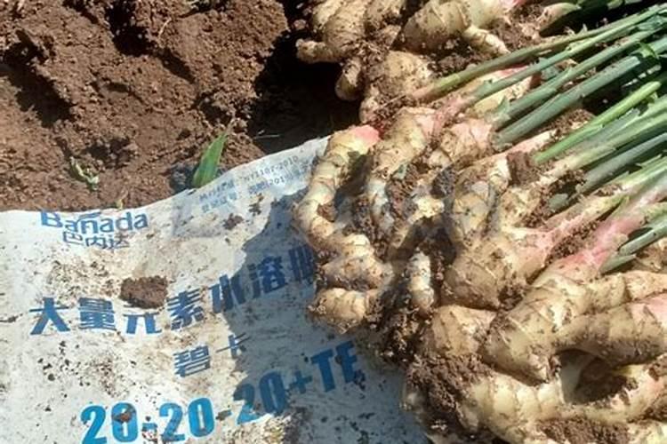 苹果树,大姜裂果用什么肥料比较好？