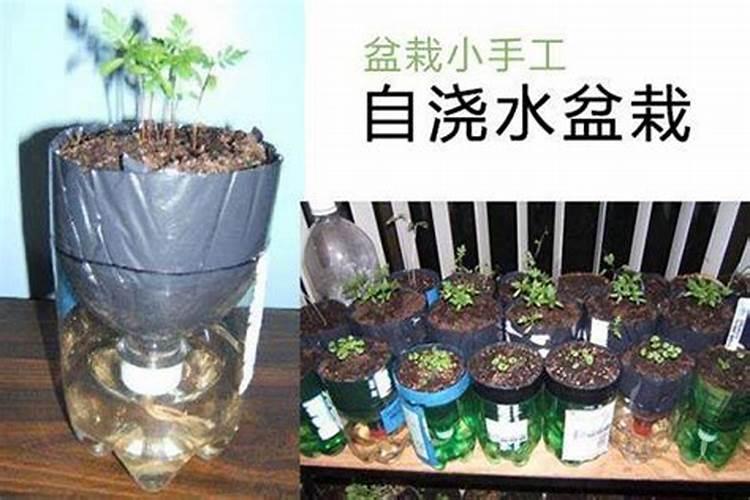 花土栽多久可以施肥