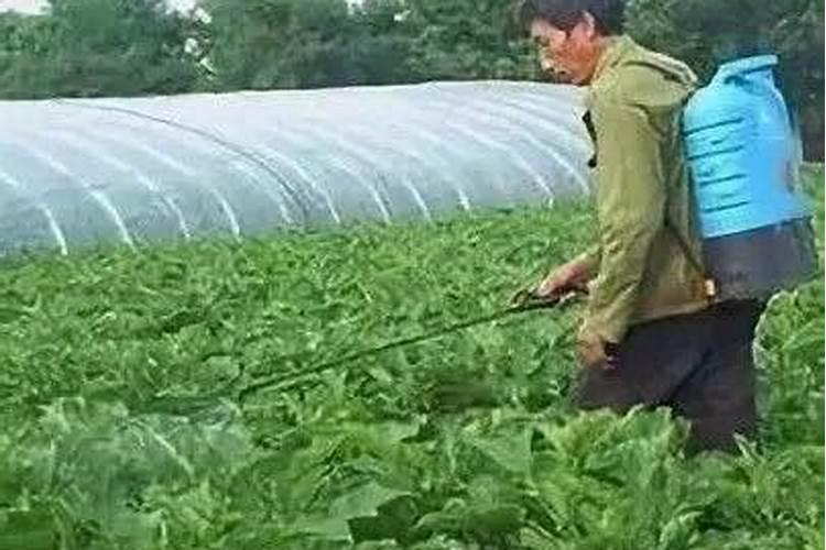 叶面肥怎么用