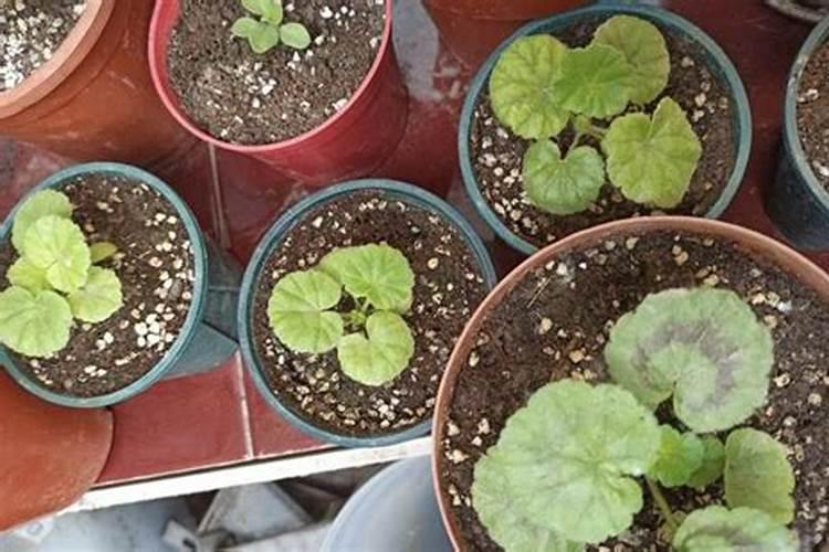 天竺葵多久施肥 天竺葵合适施肥时间