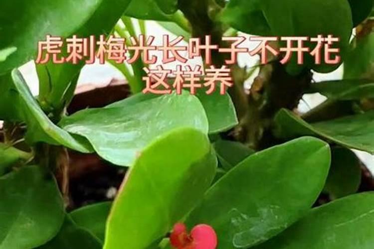 为什么我家的对对红不开花