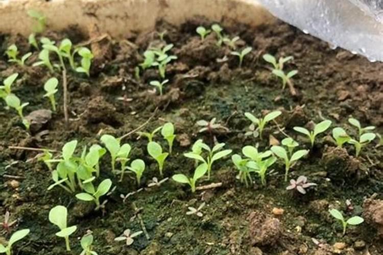 油麦菜施肥用什么肥料