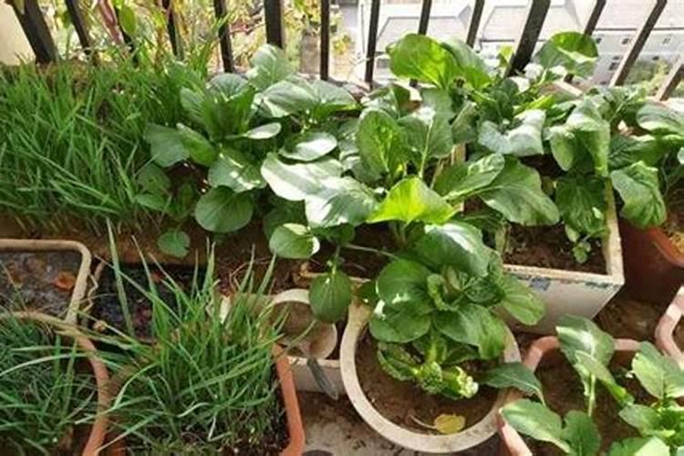 复合肥对水可以浇菜根部吗