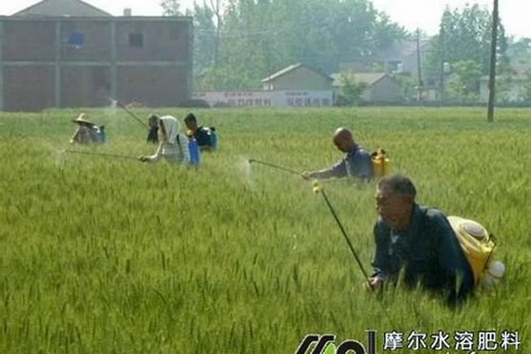 冲施肥怎样冲 和水溶肥有何区别