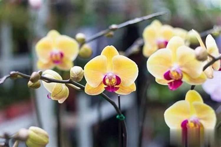 蝴蝶兰花和枝子花怎么能养详细点