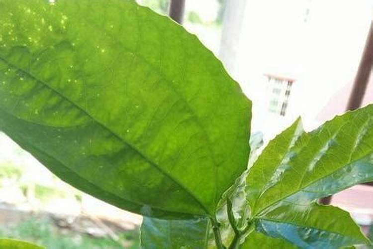 百香果全棵叶子变黄喷一喷绿可以吗？