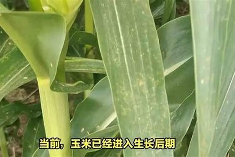 玉米锈病用什么药防治？