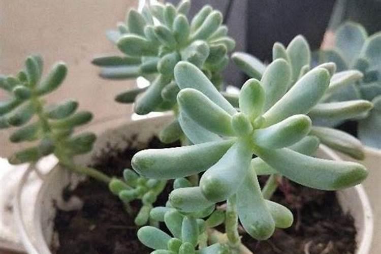 喜阴的中药材种植有哪些？