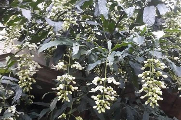 垂丝茉莉怎么养才会开花