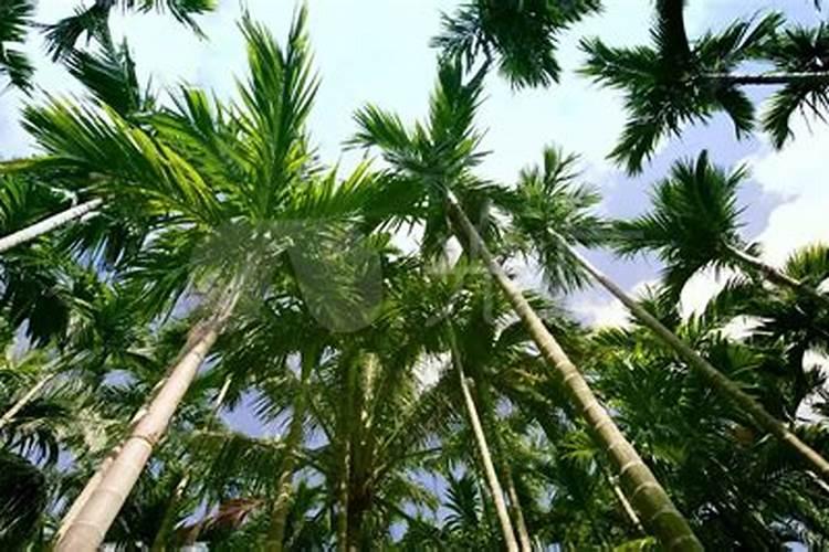 槟榔树怎么种植