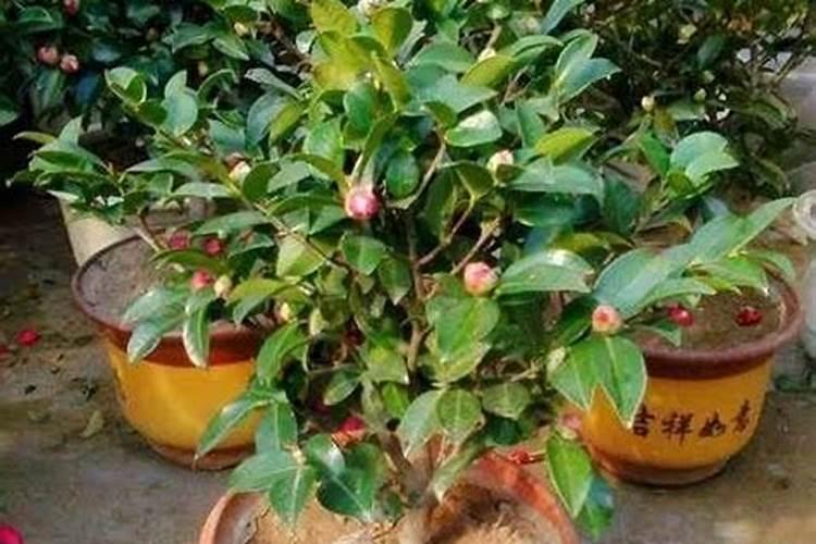 茶花移栽后多久施肥