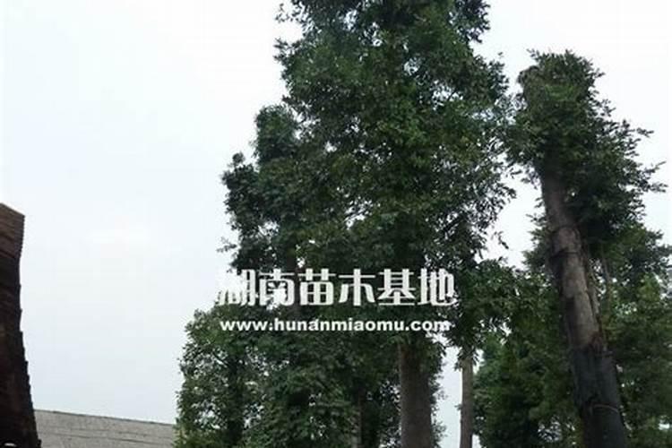 水溶肥是否更加简单便捷有效？