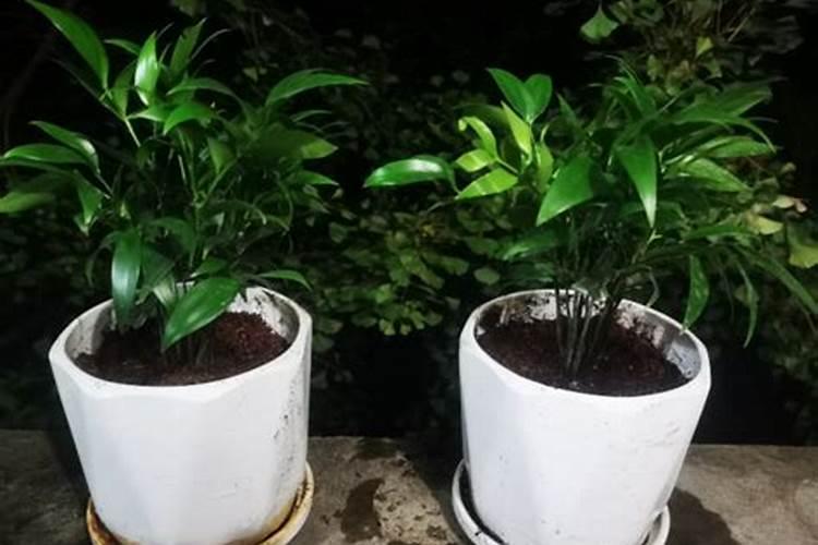 竹柏干尖怎么办？