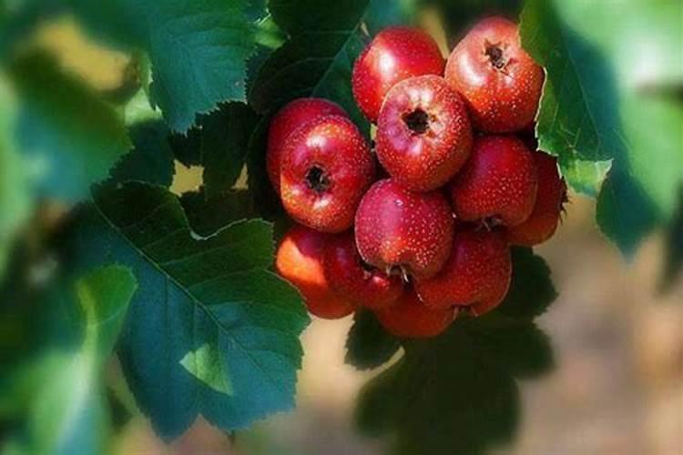 山楂树正开花,树叶基本都干边,怎么办,为什么干边？谢谢谢谢