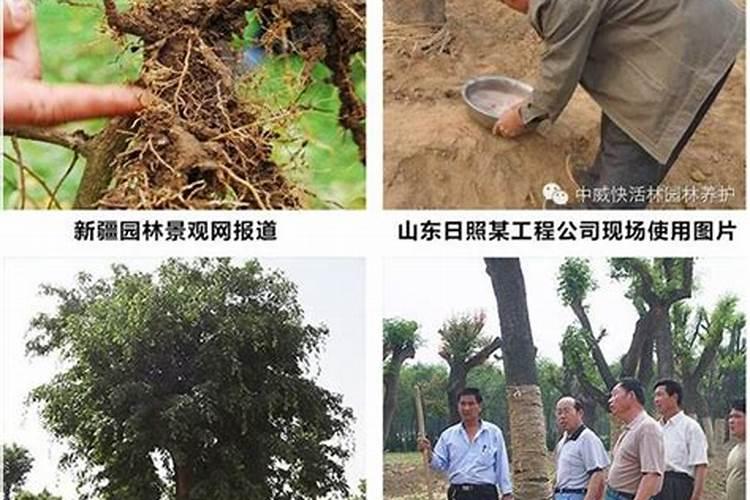 生根粉直接兑水浇上可以吗