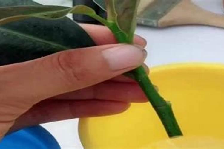 橡皮树的养殖方法和注意事项
