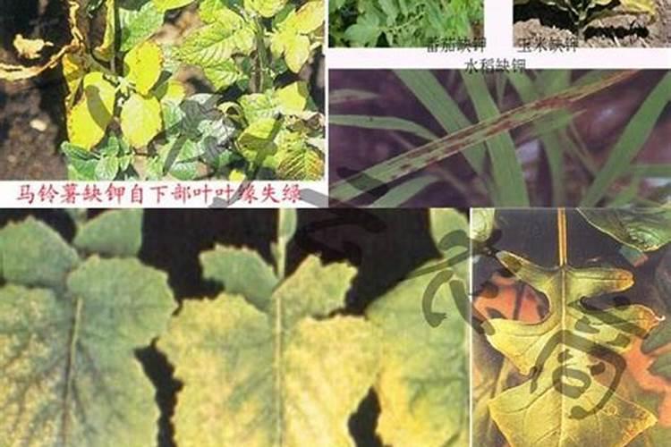 如何识别与防治加工番茄营养元素过剩症？