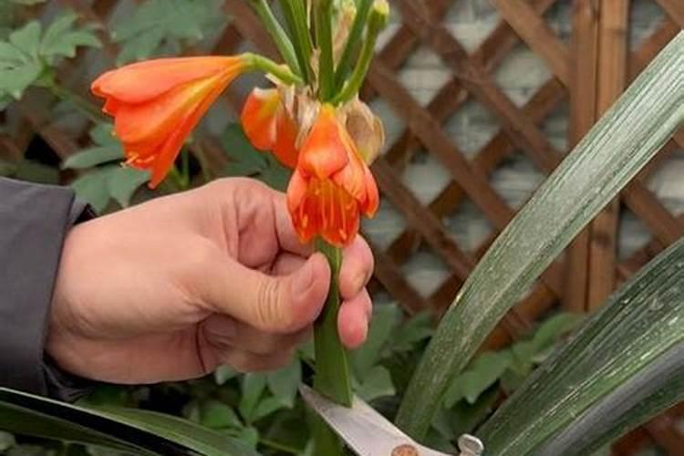 君子兰怎么养？