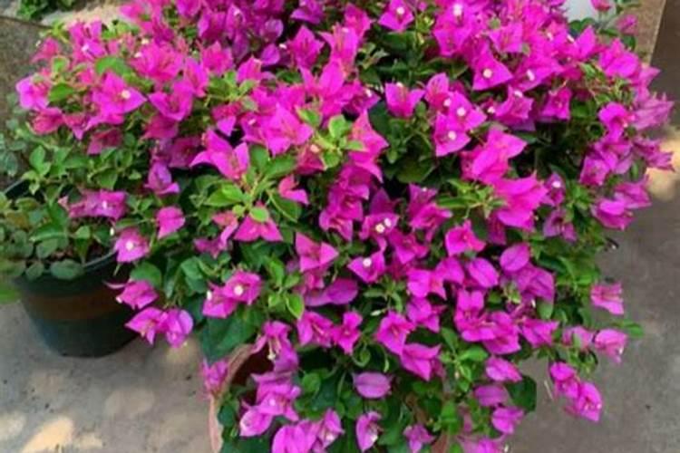 盆栽花怎样用钾肥(钾肥浇花)