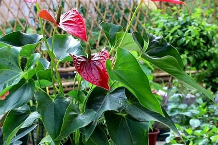 红掌怎样打理才能花开不断？