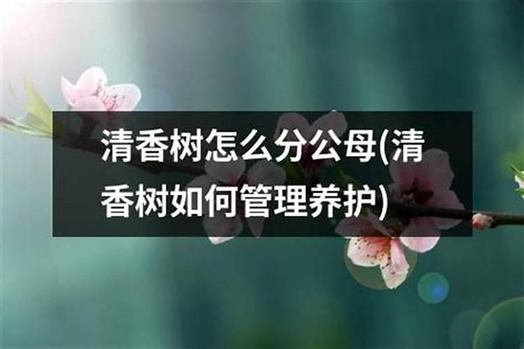清香木怎么施肥