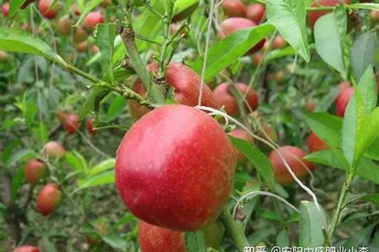 大棚油桃硬核期怎样施肥
