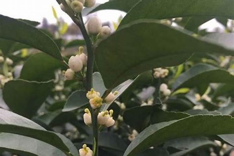 柑橘成熟期可以喷芸苔素吗？