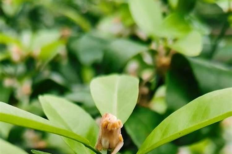 柑橘保花保果用什么药最好