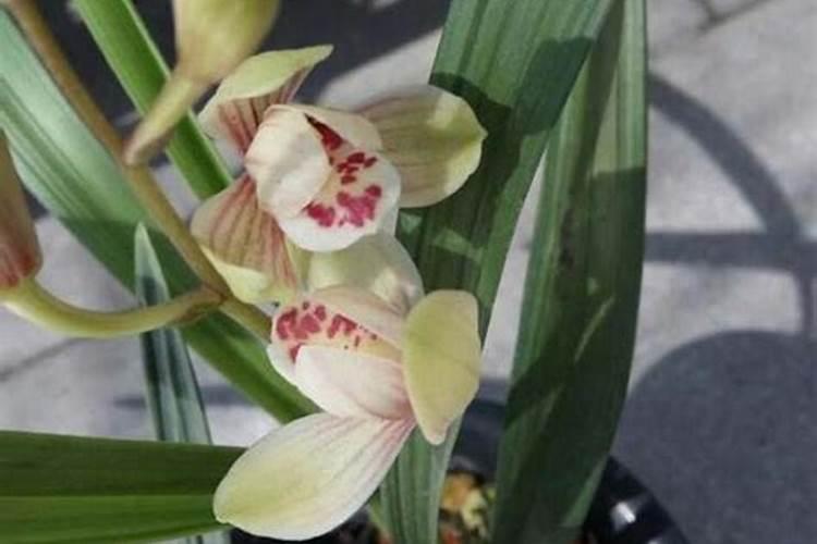 测定植物体内游离氨基酸含量的意义