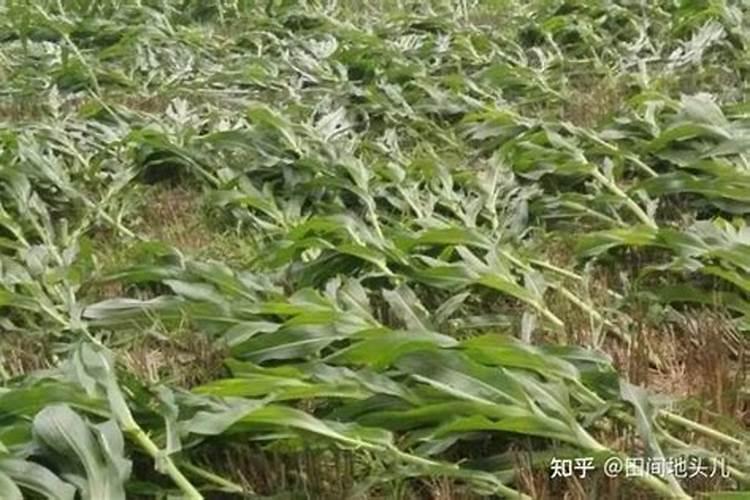 玉米纹枯病发病条件是什么