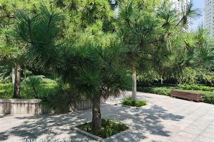 盆栽蓝莓的种植方法