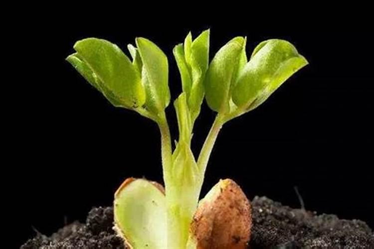 发霉的花生可以做肥料吗 怎样处理才能做花肥使用