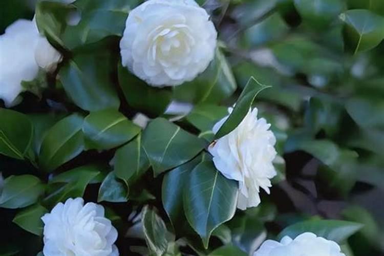 山茶花应该怎样施肥