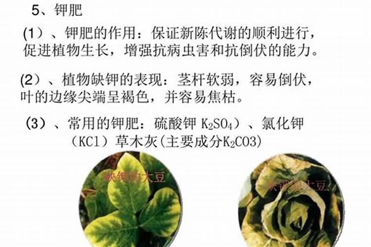 硫酸钾肥该如何挑选？